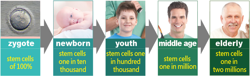 Stem Cell