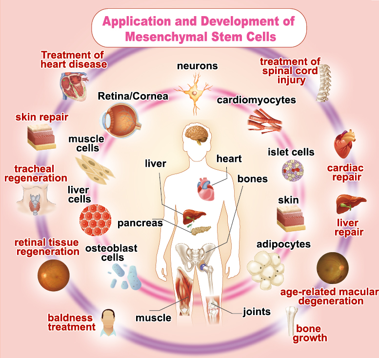 Stem Cell